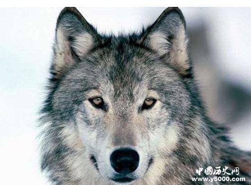 民间故事：一只狼的报恩